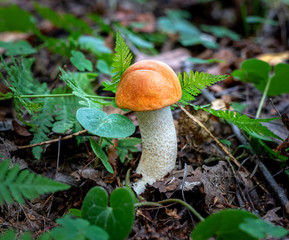 Beautiful mushroom growing in the forest