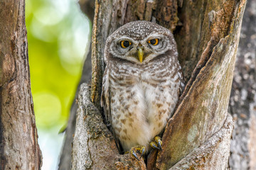 Beautiful Collared Owlet