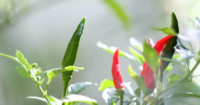 Close up fresh pepper chili tree , 4k resolution