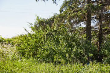 Landscape with pine trees and bushes around a field with bright green grass on a summer day