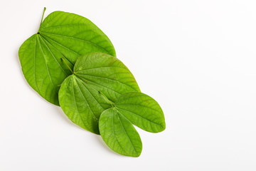 Happy Dussehra greeting card , green leaf