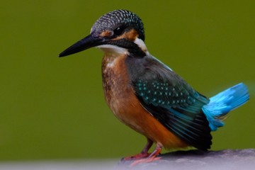 kingfisher in forest