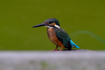 kingfisher in forest