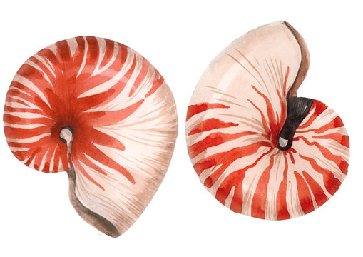Watercolor sea life nautilus shell set