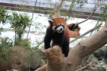 レッサーパンダ