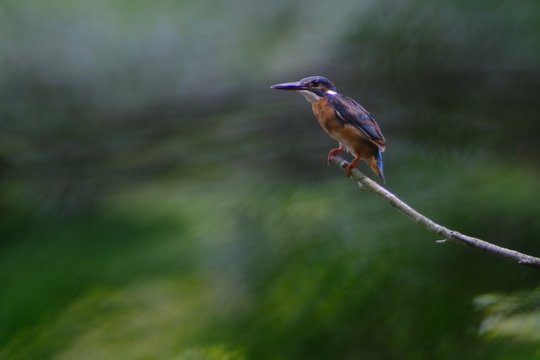 kingfisher in forest © Matthewadobe