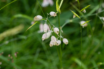 Small white flowers in the nature