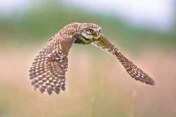 Obraz premium Little Owl flying on blurred background