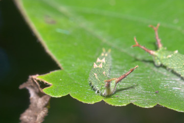 オオムラサキの幼虫
