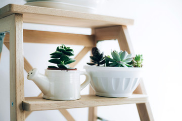 Folding ladder used as shelves for plants against white wall.