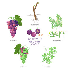 Grapevine growth infographic elements isolated on white, flat design set. Planting process of grape from seeds, bud break, flowering, fruit set, veraison, harvest, ripe grape bunch. Grape growth.