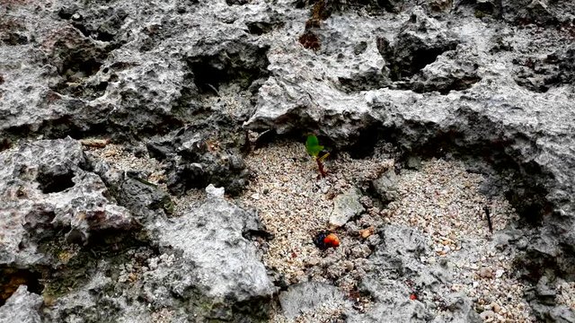Footage of a single red crab going in and out from the hole with sharp rocks around it.