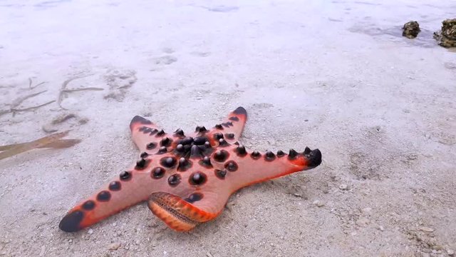 Dancing starfish during low tide along the beach of Samal Island Philippines