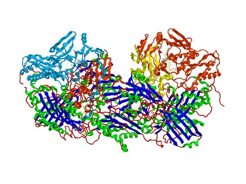 Molecular structure of Xanthine oxidase