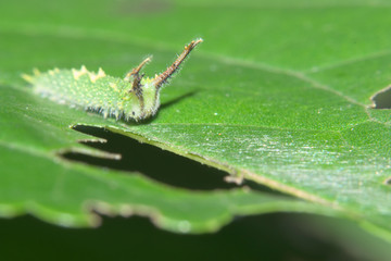 オオムラサキの幼虫