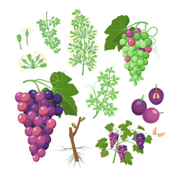 Grapevine growth set of infographic elements isolated on white, flat design illustrations. Planting process of grape from seeds, bud break, flowering, fruit set, veraison, harvest, ripe grape bunch.