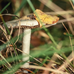 lone mushroom in the grass close-up, macrophotography