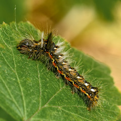 caterpillar on a green leaf close-up, macrophotography