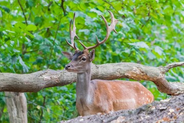 graéat adult noble deer - red deer with big horns in the forest