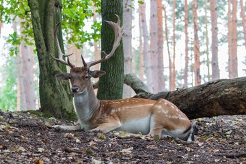graéat adult noble deer - red deer with big horns in the forest