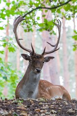 graéat adult noble deer - red deer with big horns in the forest
