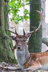  Portrait of graéat adult noble deer - red deer with big horns in the forest