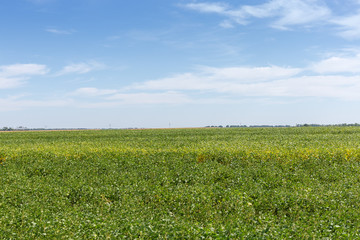 Field of the unripe soybean in summer day