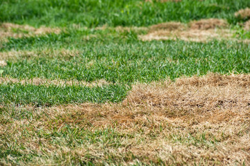 Surface with lush green and dry yellow grass