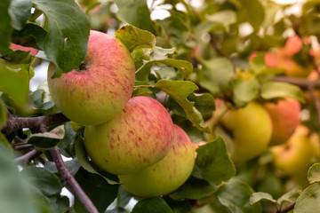 Harvesting apples. Apples hanging on the branches of an apple tree