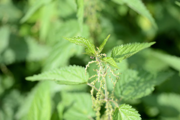 Green nettle in the summer yard close up