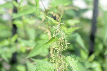 Green nettle in the summer yard close up