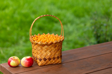 Fototapeta na wymiar Harvesting berries in the fall. Full basket with orange sea buckthorn berries