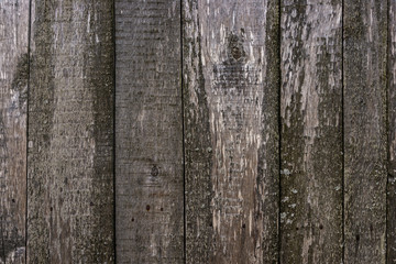 The texture of an old unpainted wall of wooden boards . Lots of knots in the boards