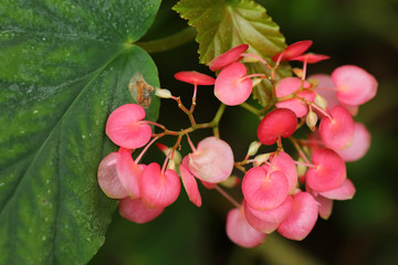 bright pink flowers bloomed in a beautiful garden