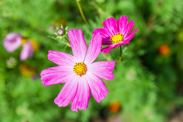 Pink cosmos flowers close-up on a blurred background