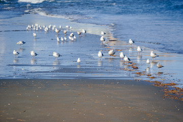 many seagull on beach enoshima island