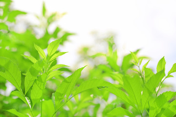 Fresh green nature tree leaves on blurred background in the morning sunlight. Natural background with copy space.