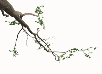 Großer Bonsai Baum Ast
