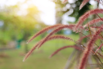 Flowering stems of ornamental fountain grass at sunrise.