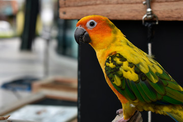  Parrots are beautiful birds and are pets. That are very popular Because he looks cute And easy to raise