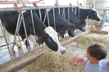 Adorable little Asian baby boy in cows farm while feeding cow on holiday with family.
