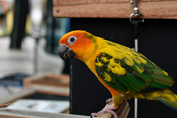  Parrots are beautiful birds and are pets. That are very popular Because he looks cute And easy to raise