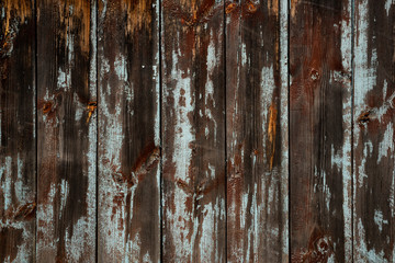 The texture of an old wooden wall of boards with peeling blue paint