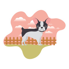 cute boston terrier dog with background landscape