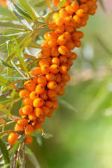 Ripe sea buckthorn berries on a branch. Place for text.