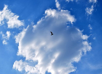 bird flies on a background of clouds