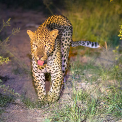 African Leopard at night square