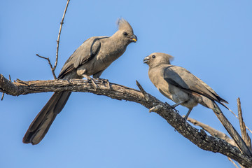 Grey go away birds couple