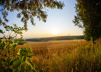 Sommer Landschaft mit Sonne und Blättern