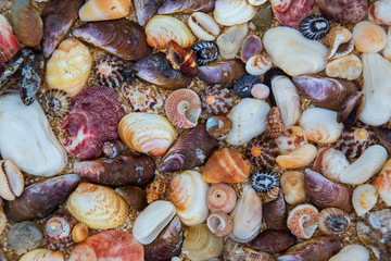 Shells of different shapes lie on the sand close to each other.horizontally.